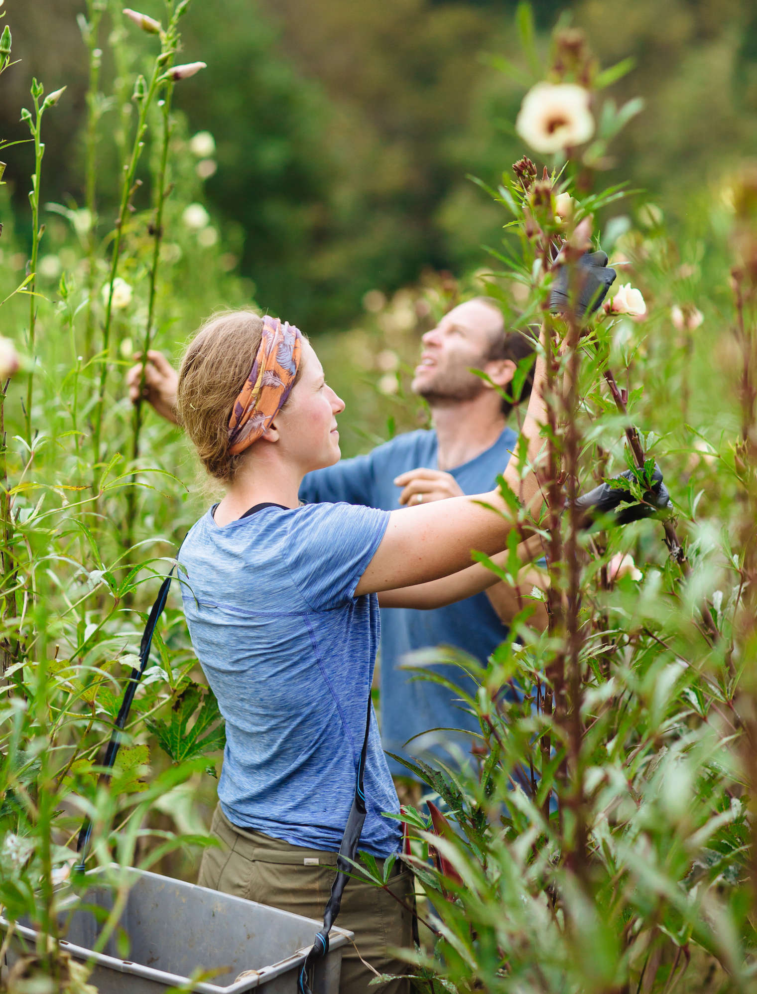 Harvesting Okra Ivy Creek Family Farm