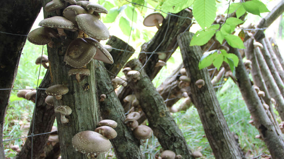 Log Grown: Shiitake Mushrooms