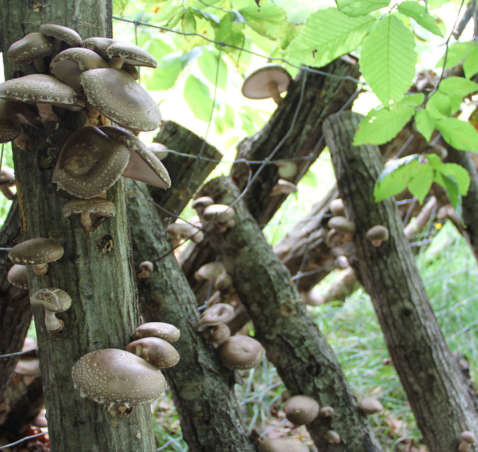 Log Grown: Shiitake Mushrooms