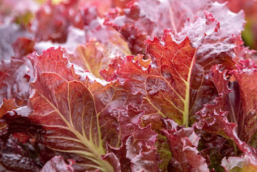 Red Lettuce Plant Starts | Ivy Creek Family Farm